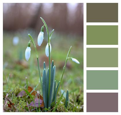 Early Bloomers Flower Snowdrop Image